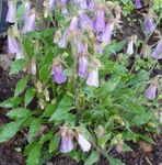 სურათი Ringflower აღწერა