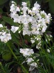 white Garden Flowers Jacob's Ladder, Polemonium caeruleum Photo