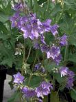 lilac Garden Flowers Jacob's Ladder, Polemonium caeruleum Photo