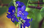 μπλε Λουλούδια κήπου Σκάλα Του Ιακώβ, Polemonium caeruleum φωτογραφία