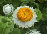 Winged everlasting