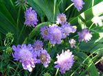 fotografie Scabiosa, Jehelníček Květina popis