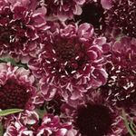 vineux Scabiosa, Coussin Fleur Photo