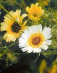 foto Gele Hawkweed beschrijving