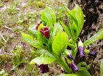 European Scopolia, Russian Belladonna