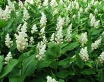 Photo Canada Mayflower, False Lily of the Valley description