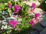 rose les fleurs du jardin Rose Du Ciel, Viscaria, Silene coeli-rosa Photo