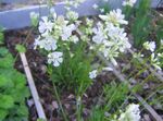 white Garden Flowers Rose of Heaven, Viscaria, Silene coeli-rosa Photo