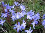 light blue Garden Flowers Glory of the snow, Chionodoxa Photo