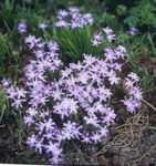 flieder Gartenblumen Schneeglanz, Chionodoxa Foto