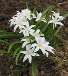 weiß Gartenblumen Schneeglanz, Chionodoxa Foto