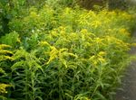 giallo I fiori da giardino Goldenrod, Solidago foto