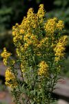 gelb Gartenblumen Goldrute, Solidago Foto