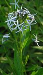 Blue Dogbane