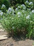 ライトブルー 庭の花 青バシクルモン, Amsonia tabernaemontana フォト