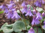 lilas les fleurs du jardin Soldanella Photo