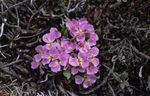 fotografie Solms-Laubachia popis