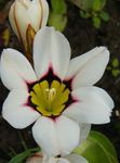 white Sparaxis, Harlequin Flower Photo