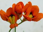 red Sparaxis, Harlequin Flower Photo