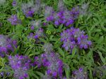 purple Garden Flowers Big Betony, Stachys Photo