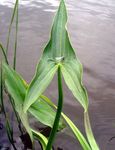 hvid Have Blomster Hawaii Pilespids, Japansk Pilespids, Sagittaria Foto