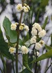 white Garden Flowers Hawaii Arrowhead, Japanese Arrowhead, Sagittaria Photo