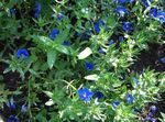 Blue Pimpernel