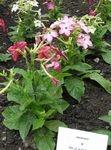 Flowering Tobacco