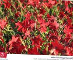 rosso Tabacco Fioritura, Nicotiana foto