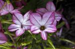 lilac Flowering Tobacco, Nicotiana Photo