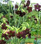 burgundy Flowering Tobacco, Nicotiana Photo