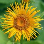 foto Telekia, Oxeye Giallo, Heartleaf Oxeye descrizione