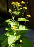 amarillo Flores de jardín Telekia, Ojo De Buey Amarillo, Ojo De Buey Heartleaf, Telekia speciosa Foto