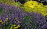 flieder Gartenblumen Garten Thymian, Englisch Thymian, Gemeinsame Thymian, Thymus Foto