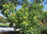 Photo Sunflower Tree, Tree Marigold, Wild Sunflower, Mexican Sunflower description
