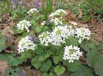 blanco Flores de jardín Caucásico Centavo Berro, Pachyphragma macrophyllum, Thlaspi macrophyllum Foto