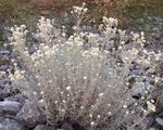 blanco Flores de jardín Perla Eterna, Anaphalis Foto