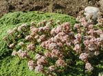 blanc les fleurs du jardin Crassula Milfordiae Photo