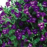 pourpre Fleur Clown, Triangulation Fleurs, Torenia Photo