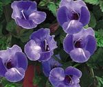 синий Садовые Цветы Торения, Torenia Фото