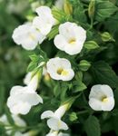 white Clown Flower, Wishbone Flower, Torenia Photo