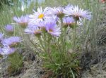 Foto Townsendia, Ostern Daisy Beschreibung