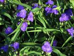 Virginia Spiderwort, Bhean Deora