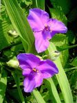 lila Flores de jardín Spiderwort De Virginia, Las Lágrimas De La Señora, Tradescantia virginiana Foto