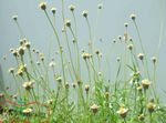 white Garden Flowers Tridax Photo