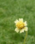 blanco Flores de jardín Tridax Foto