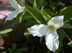 bianco Trillium, Wakerobin, Fiore Tri, Birthroot foto