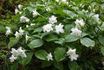 hvid Trillium, Treblad, Tri Blomst, Birthroot Foto