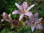 Toad Lily