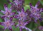 porpora I fiori da giardino Rospo Giglio, Tricyrtis foto